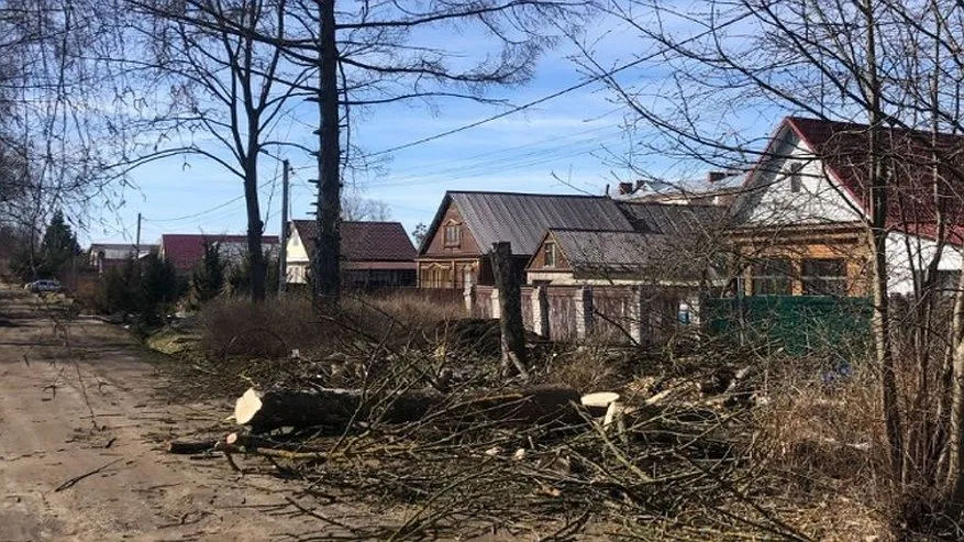 В Собинском округе ликвидировали свалки порубочных остатков