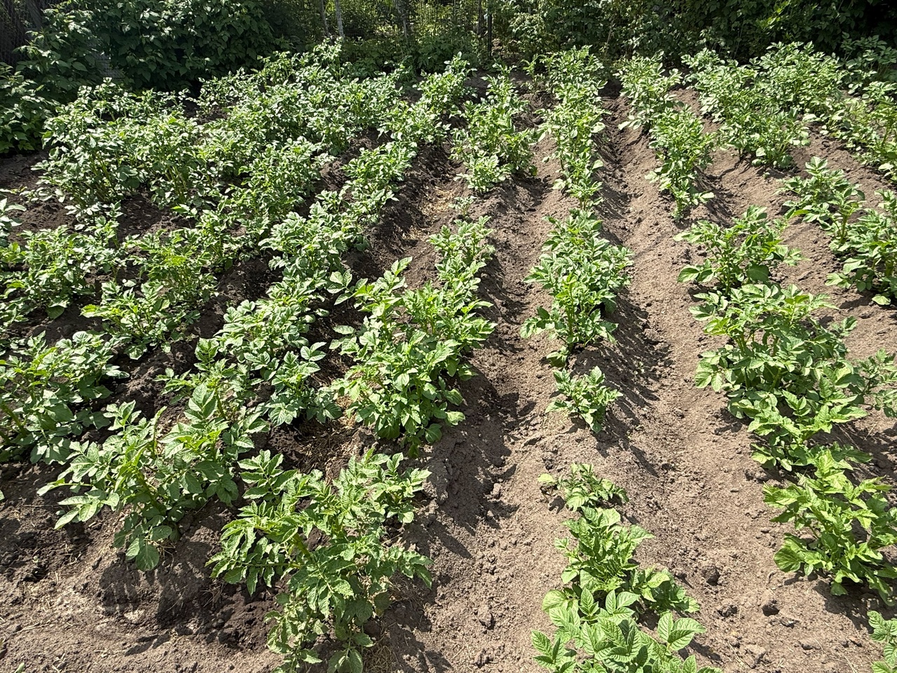  чем подкормить картофель до окучивания для рекордного урожая - 3 ложки на "квадрат"