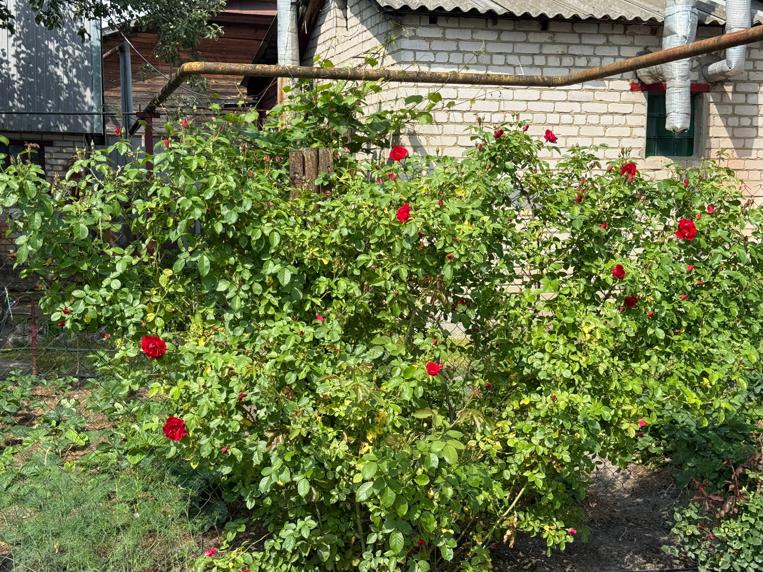  2 проверенных рецепта подкормки