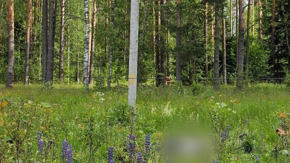 В Ковровском районе 12-летний мальчик скончался из-за удара током от провода ЛЭП