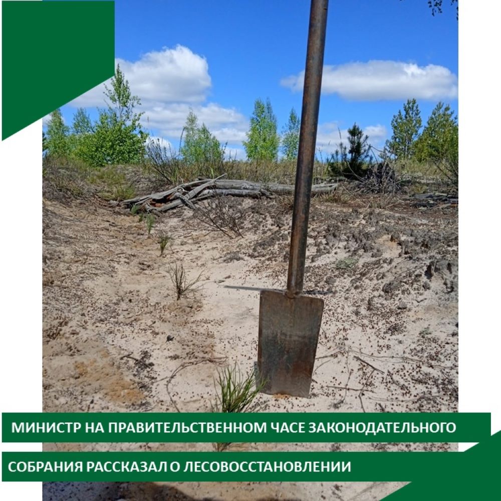 Владимирская область сохраняет третье место в ЦФО по посадке леса