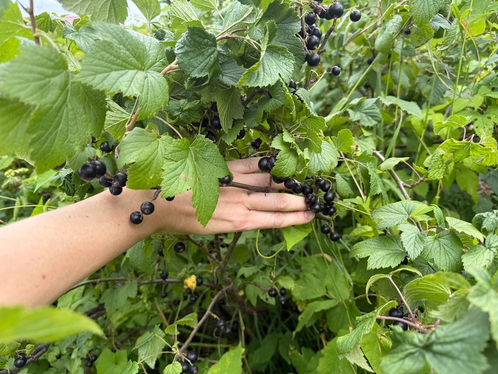  типичные ошибки, лишающие вас урожая смородины