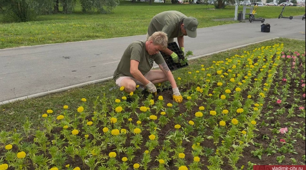 Во Владимире будет высажено ещё 45 тысяч цветов 