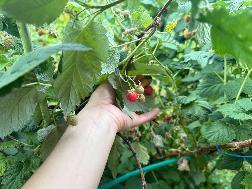  экономлю кучу денег и получаю тройной урожай