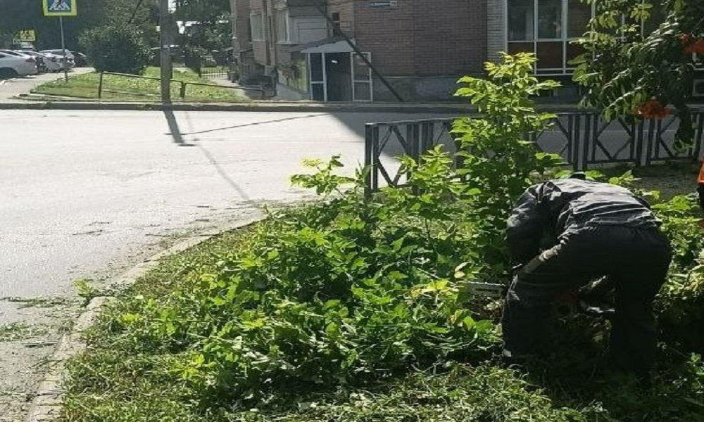 Во Владимире продолжают обрезку кустарников для безопасности движения