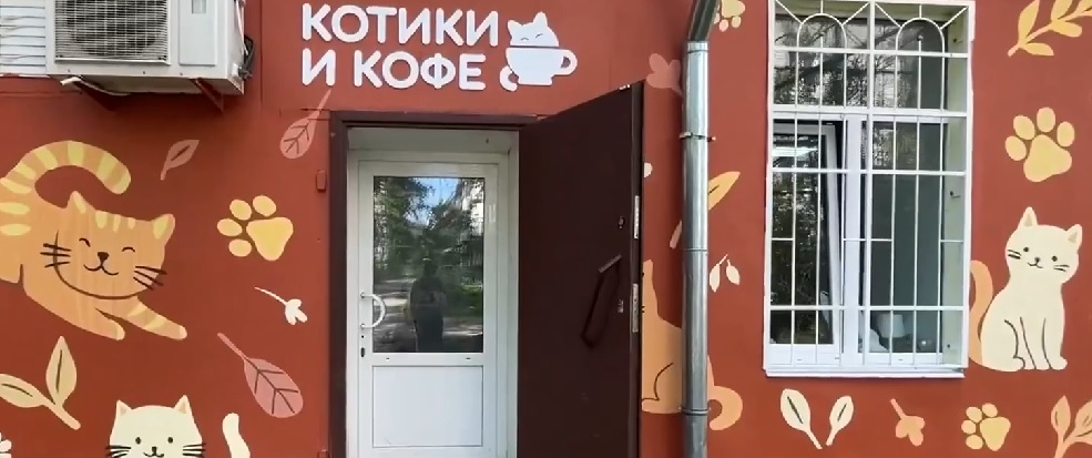 В Гусь-Хрустальном появилось необычное заведение для любителей кошек