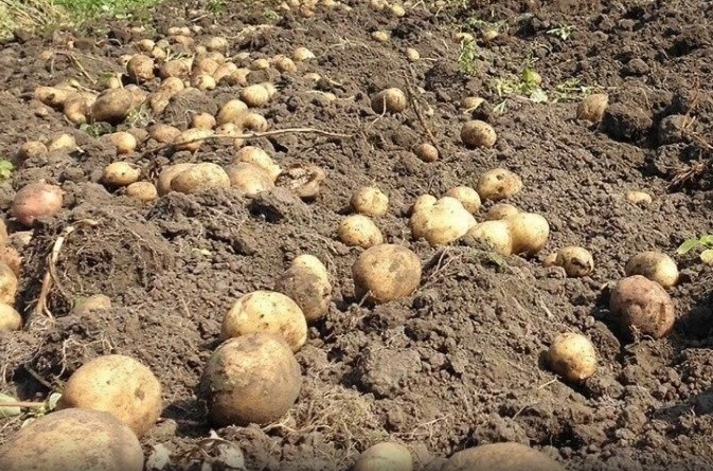  в августе посейте эти сидераты после картофеля - урожай вырастет в разы