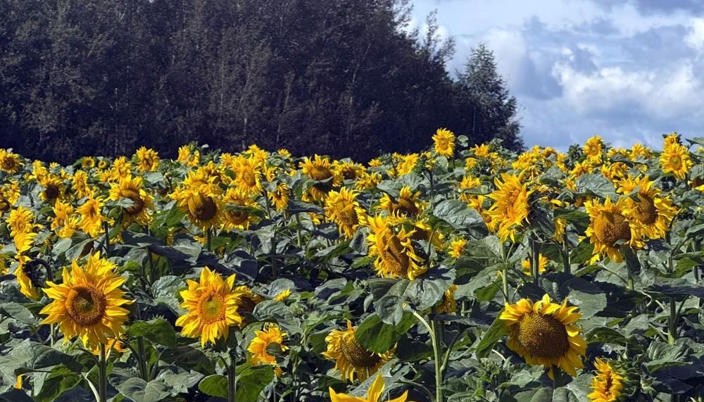 Владимирские аграрии впервые соберут урожай подсолнечника