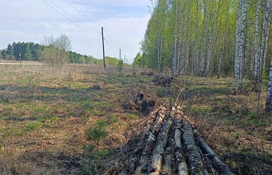Владимирские энергетики получили крупный штраф за угрозу лесному массиву