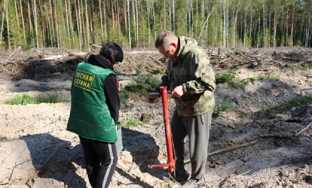 В Ковровском районе высадили тысячи молодых сосен