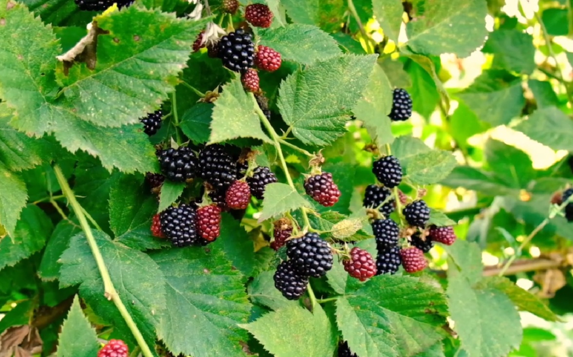  эти 3 ошибки в октябре оставят вас без урожая