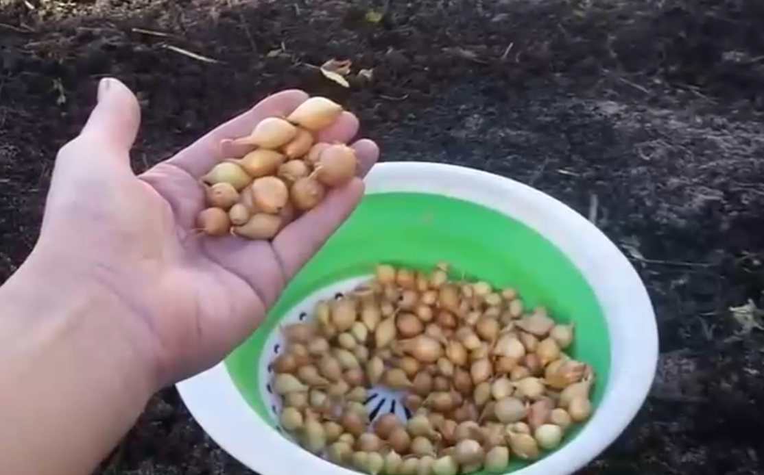  эти ошибки допускают многие дачники