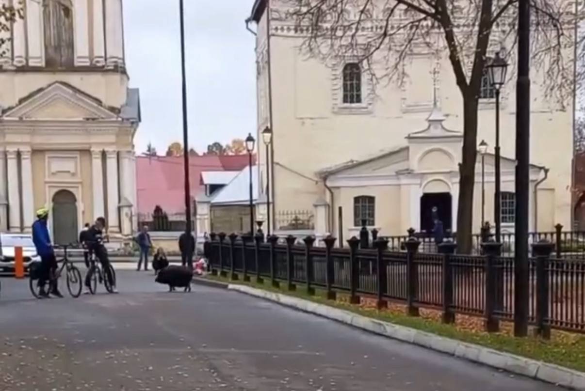 В Суздале по дороге к Спасо-Евфимиеву монастырю туристов провожает необычный гид
