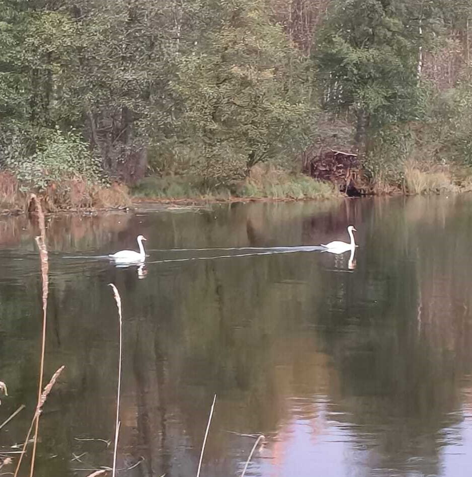 В Суздальском районе зафиксировано появление на водоеме лебедей-шипунов 