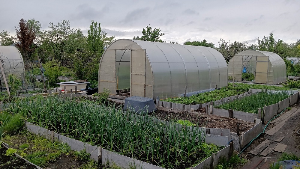  на деле они лишь во вред — забирают из почвы все соки и подавляют овощи