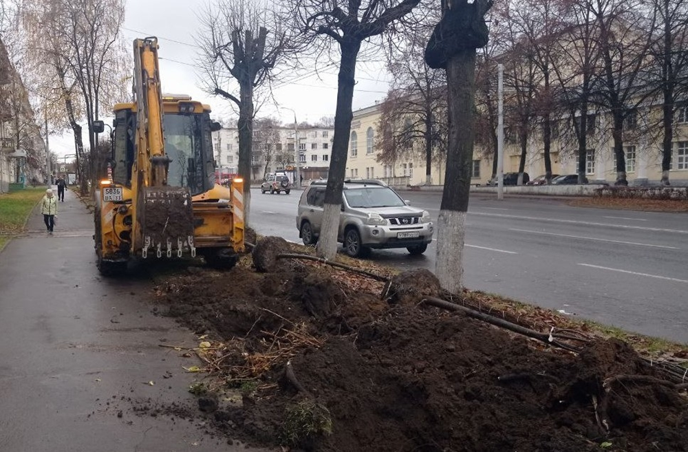 Во Владимире началась компенсационная высадка деревьев взамен вырубленных