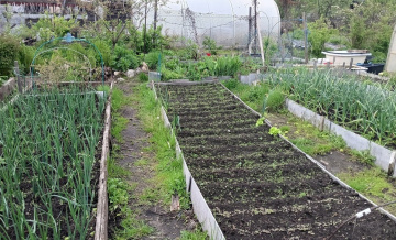 Маленькие хитрости большого урожая: топ-5 полезных советов для дачников