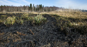 Россельхознадзор не одобряет палы травы на заброшенных сельхозугодьях Владимирской области